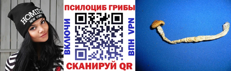 дарк нет клад  наркота  Звенигород  Псилоцибиновые грибы Psilocybe 